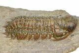 Detailed Crotalocephalina Trilobite - Atchana, Morocco #372402-1